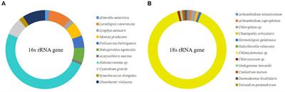 Symbiotic relationship between filamentous algae (Halomicronema sp.) and extracellular polymeric substance-producing algae (Chlamydomonas sp.) through biomimetic simulation of natural algal mats